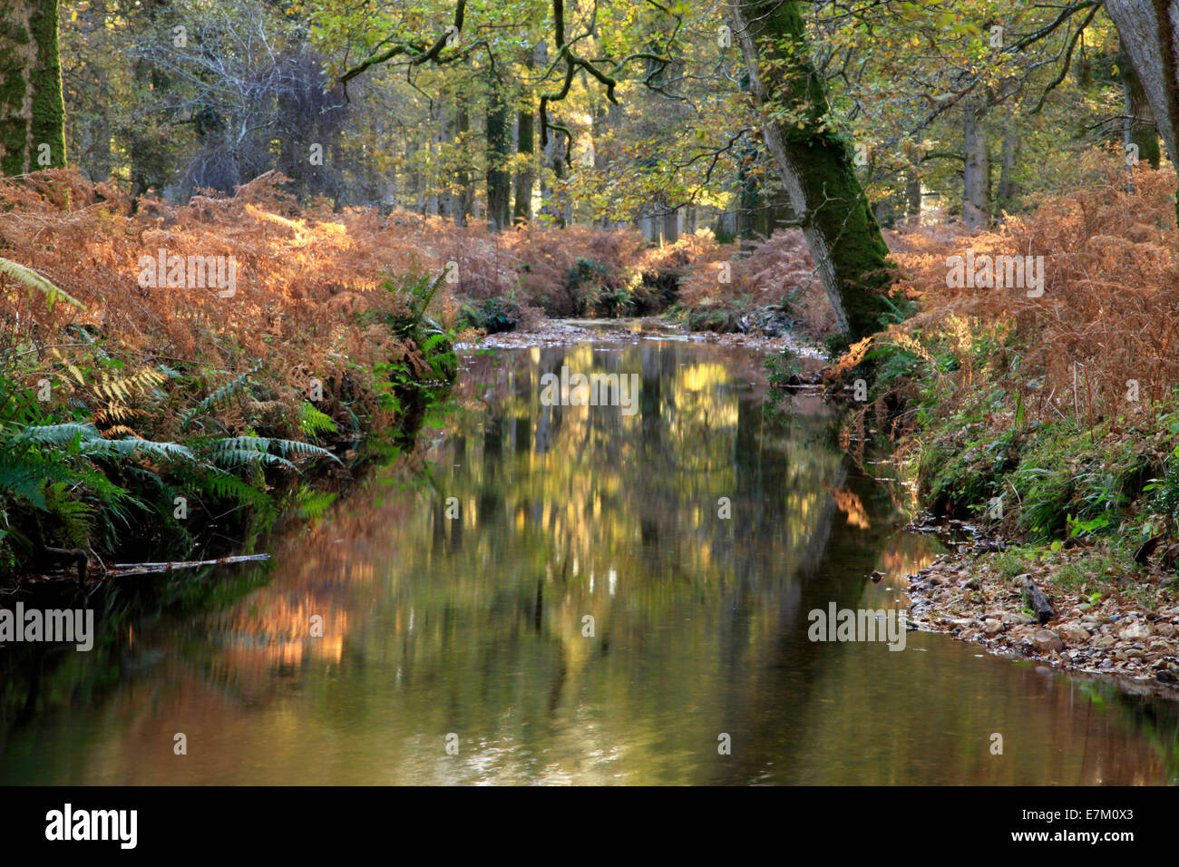 A small stream near Bolderwood in the New Forest Hampshire, taken  'contre-jour' meaning against the light Stock Photo - Alamy