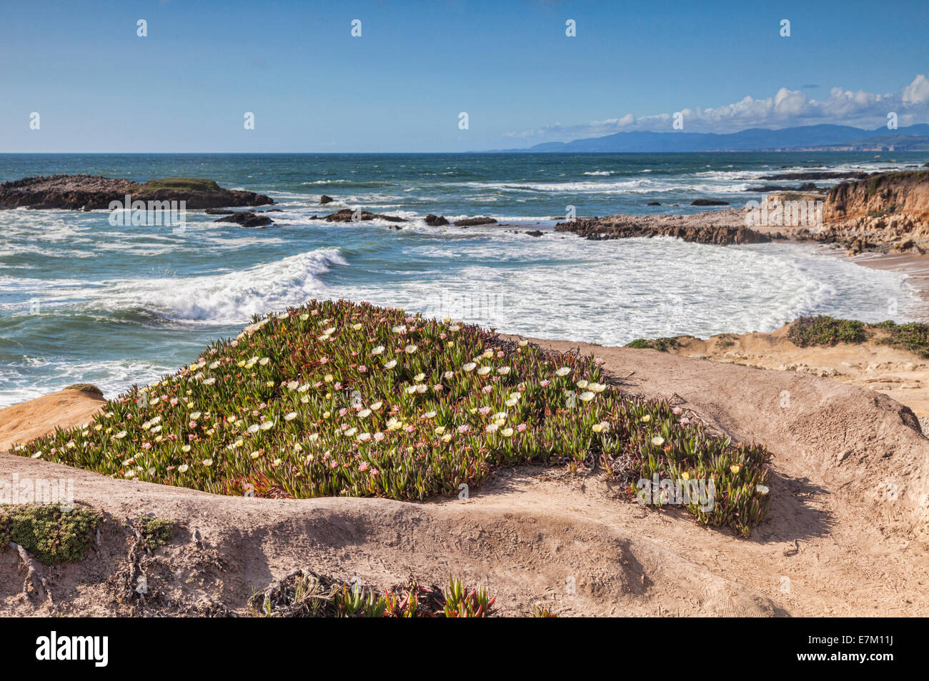 Wildflowers at Bean Hollow State Beach, California, USA Stock Photo Alamy