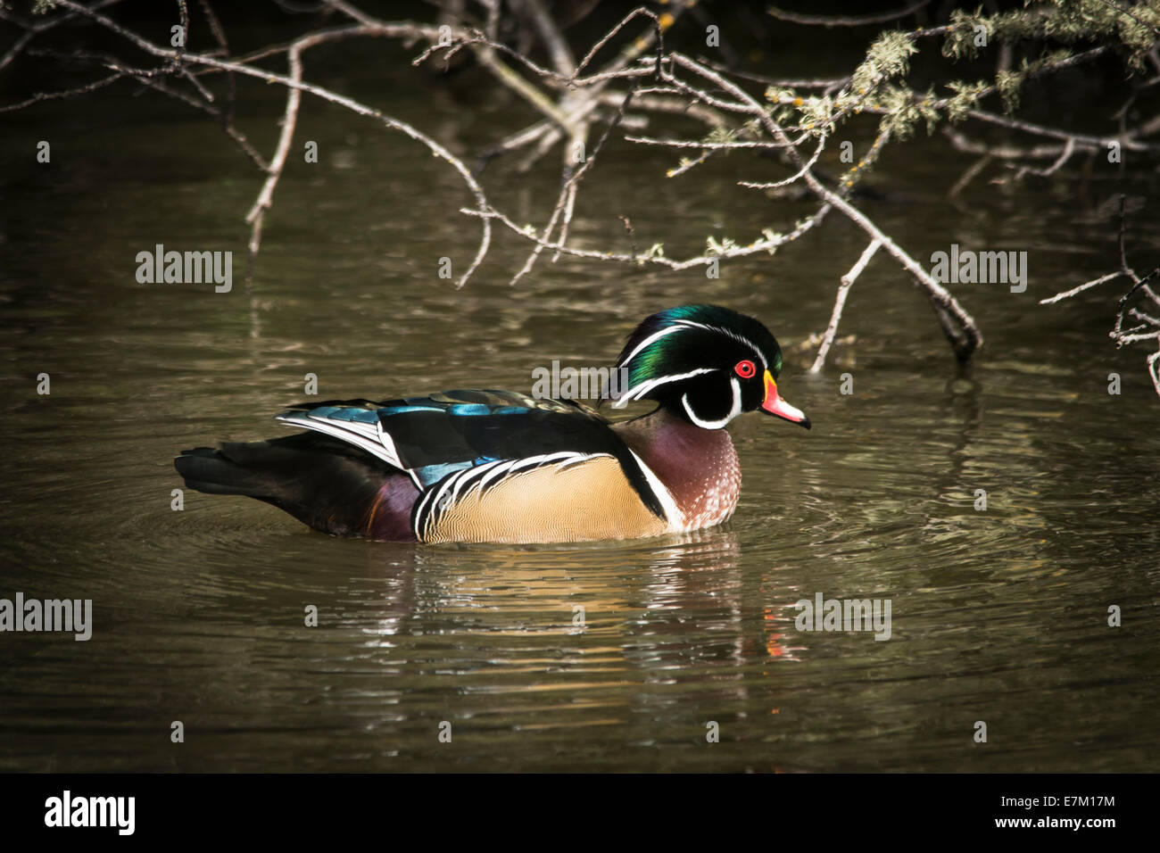 The wood duck is a medium-sized perching duck. Their breeding habitat is wooded swamps, shallow lakes, and marshes or ponds. Stock Photo