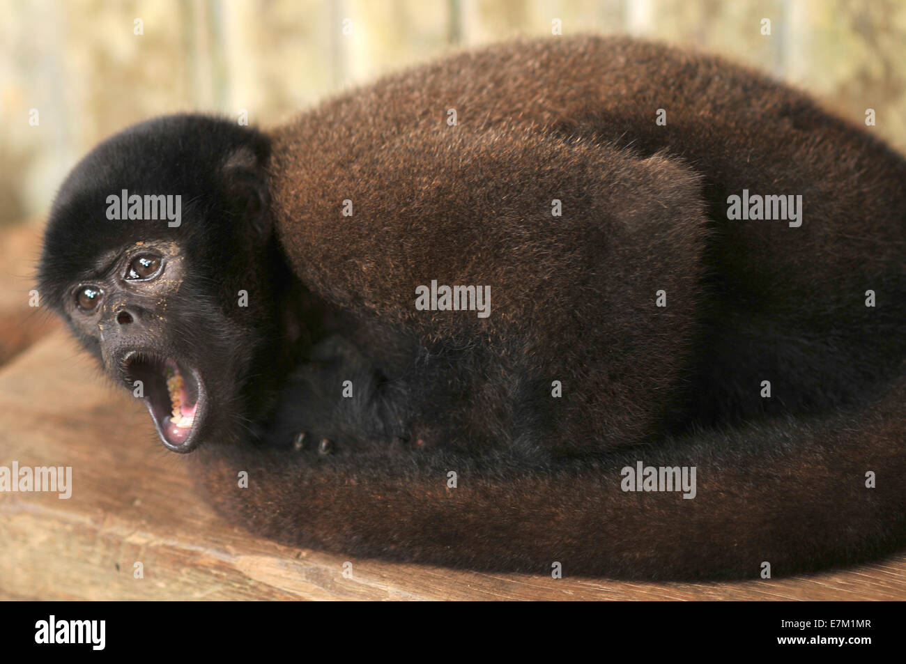 Wooly monkey being maintained in captivity, Ecuador Stock Photo