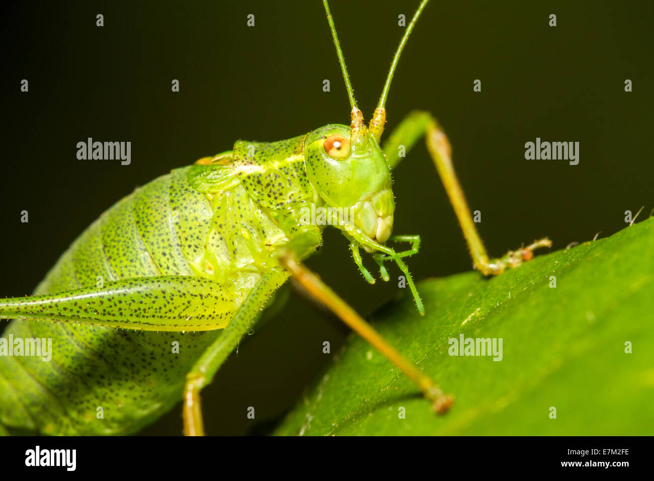 Female Speckled Bush-cricket (Leptophyes punctatissima), Aldreth, Cambridgeshire Stock Photo