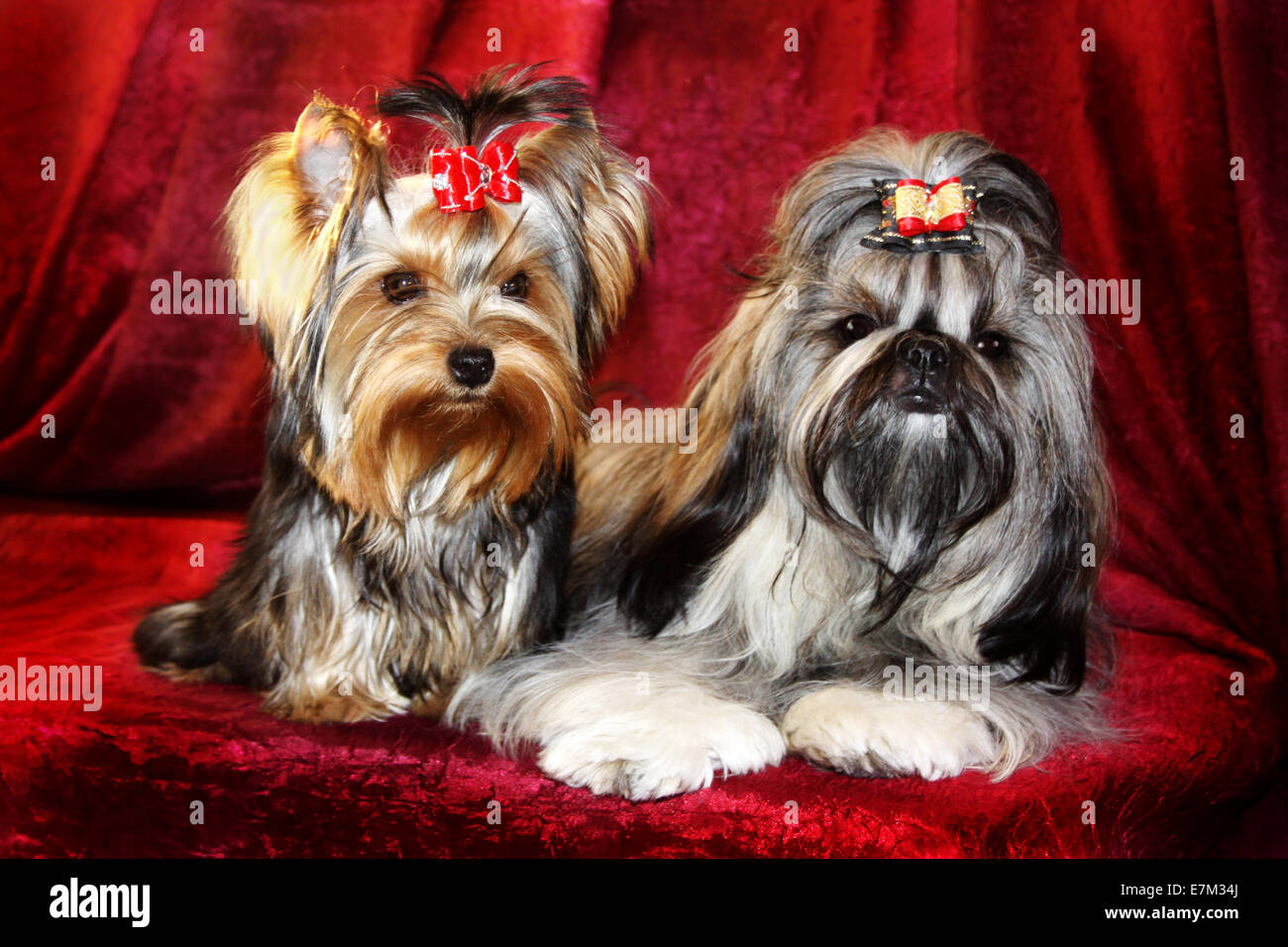 Two doggies.Two small doggies with long wool on a red background. Stock Photo