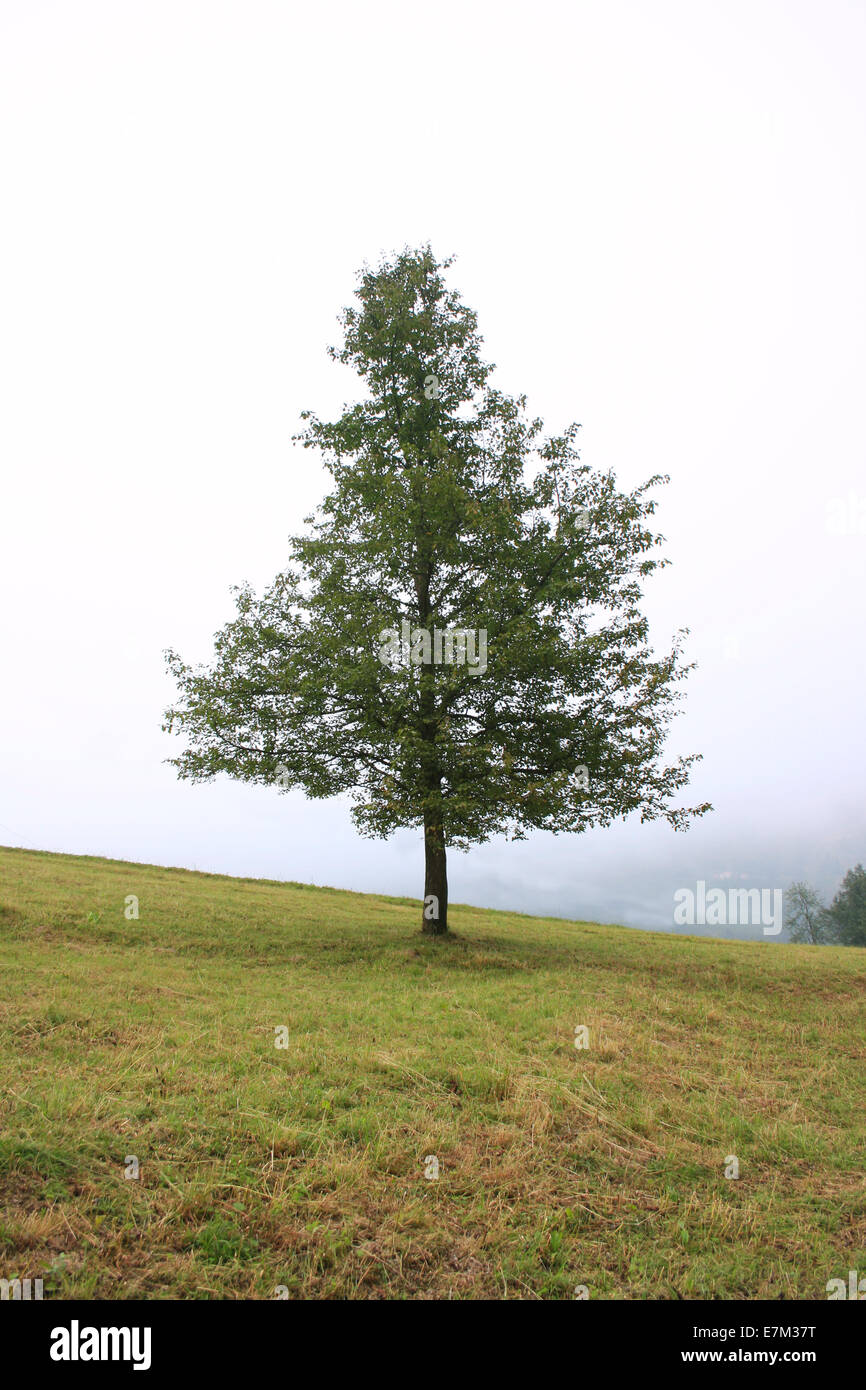 Lonely Tree on Foggy Hill in Trabzon,Turkey Stock Photo