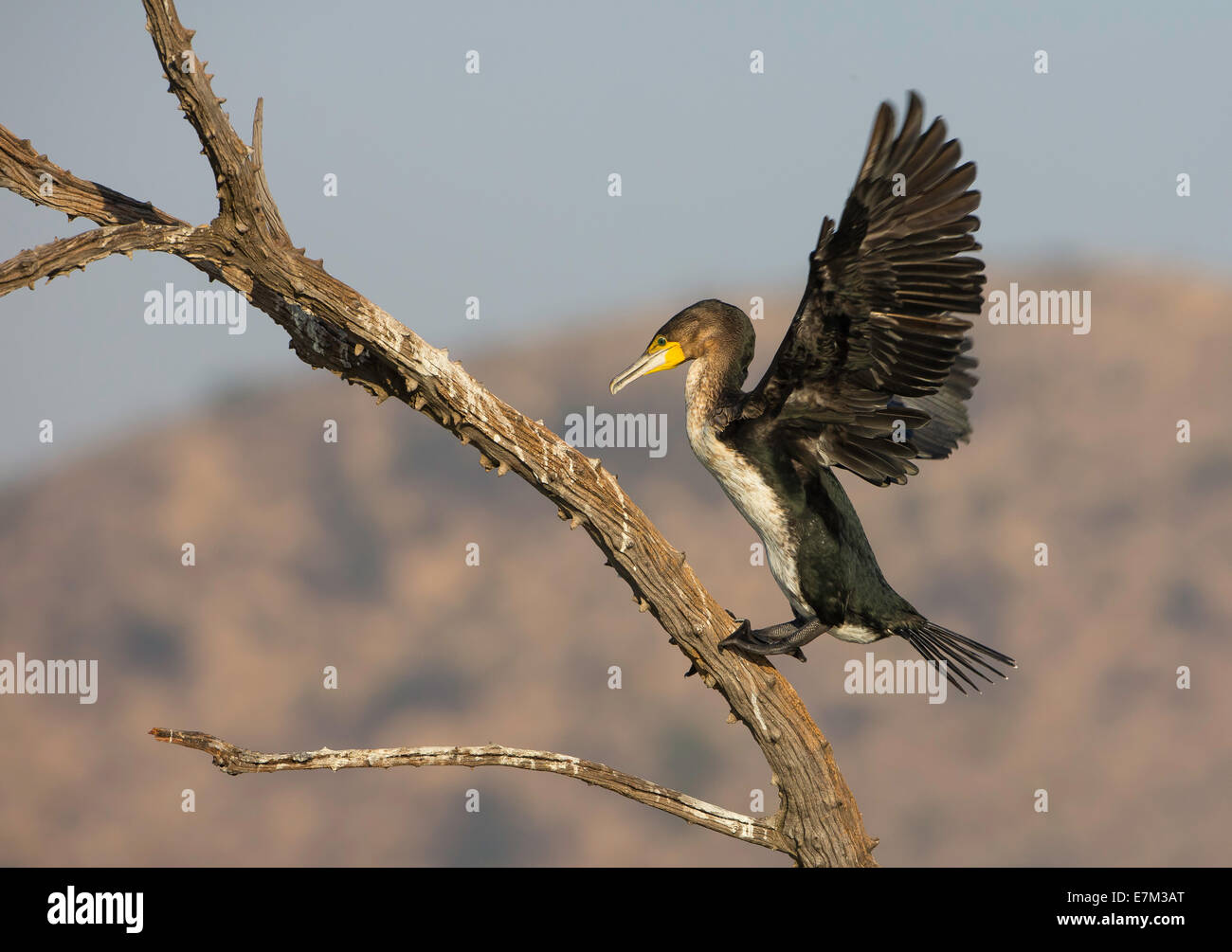 cormorants climbing tree Stock Photo - Alamy