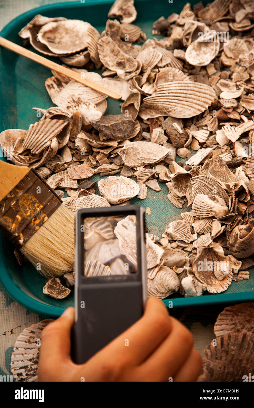 Midden, or ancient "domestic waste" of shells and stones is examined