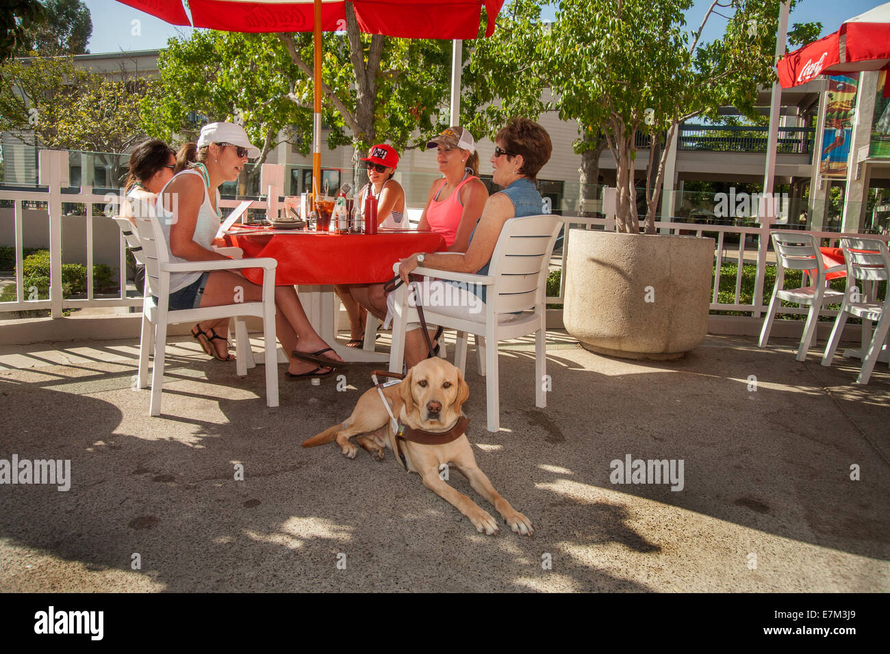 Are Guide Dogs Allowed In Restaurants