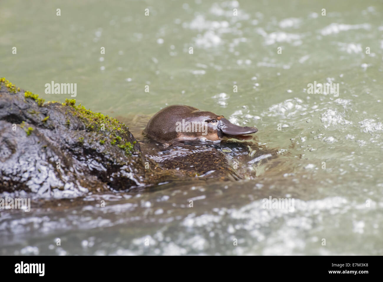 Stock photo of a duck-billed platypus climbing out of the water onto a rock, Atherton Tablelands, Queensland, Australia Stock Photo