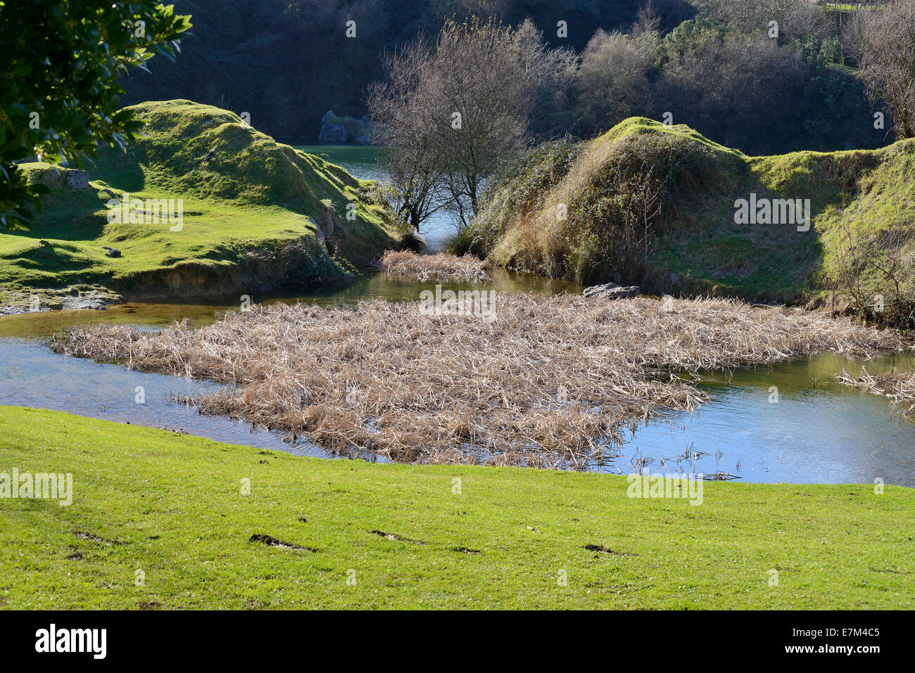 Swamp emerged after mine inundate Stock Photo