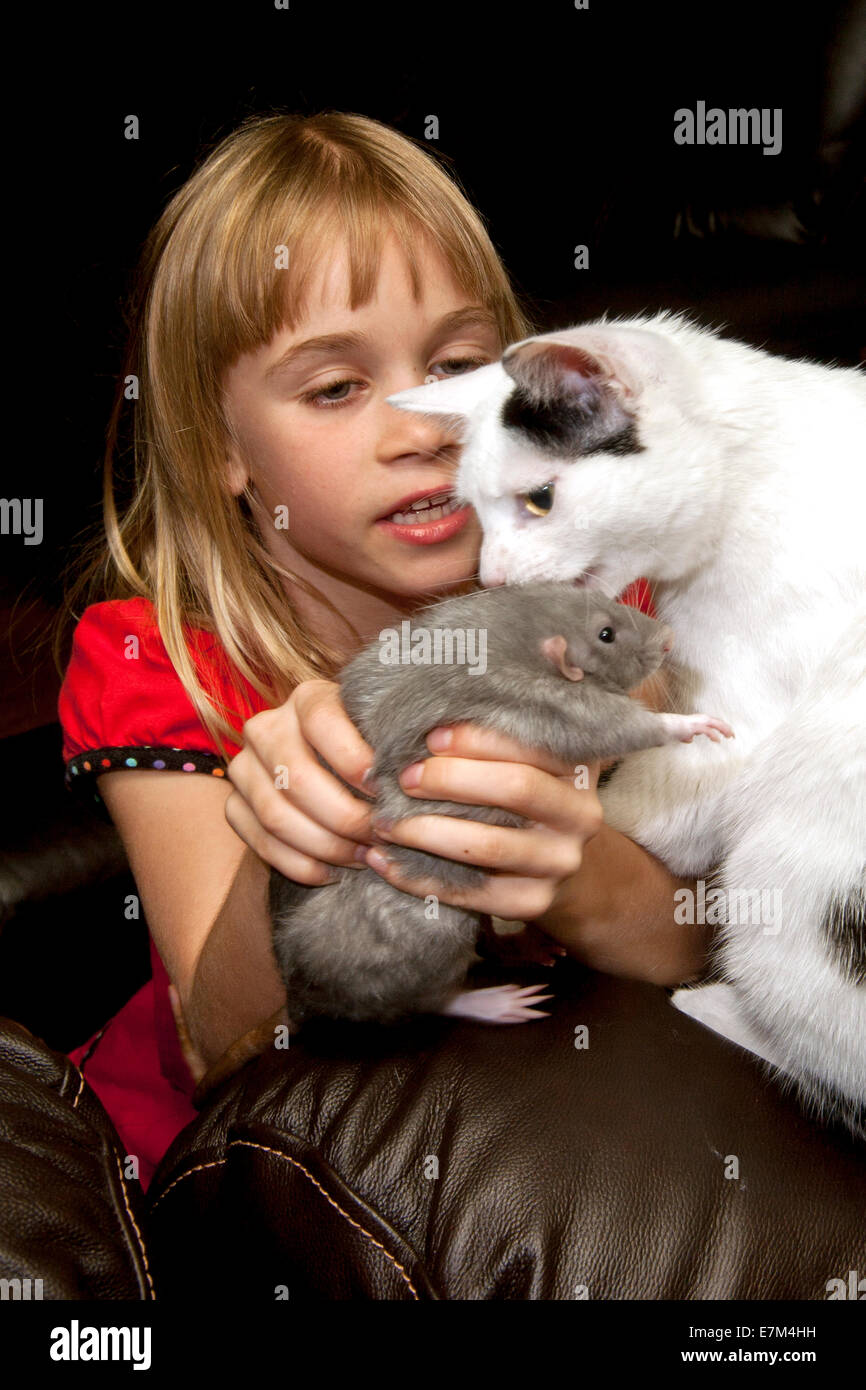 A nineyearold girl introduces her Misty Blue pet rat to her cat at