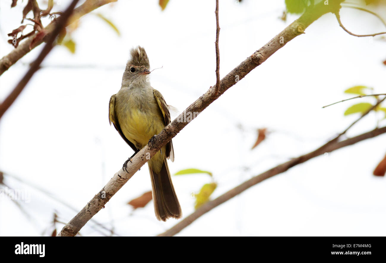 Yellow-bellied Elaenia perched on a tree branch Stock Photo