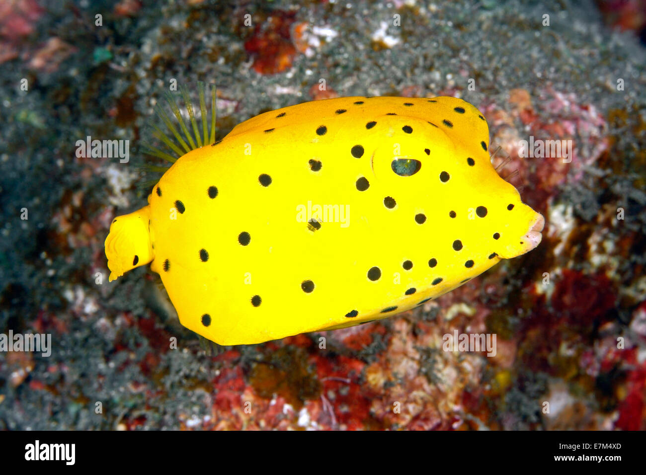 juvenile yellow boxfish, Ostracion cubicus, showing the bright yellow phase. Tulamben, Bali, Indonesia. Bali Sea, Indian Ocean Stock Photo