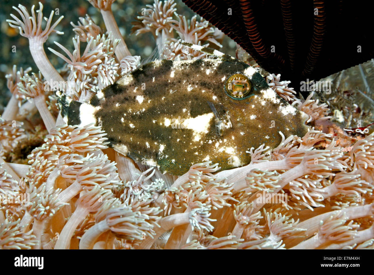 Whitebar Filefish, Paramonacanthus choirocephalus, camouflaged among soft coral polyps. Also known as Pig Faced Leatherjacket Stock Photo