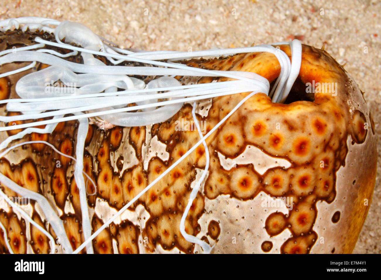 Leopard Sea Cucumber, Bohadschia argus, extruding Cuvierian tubules from anus. Stock Photo