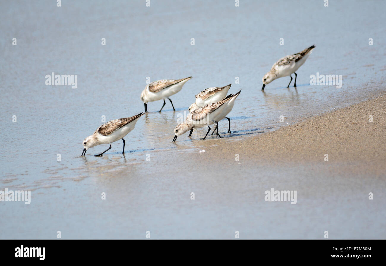 Small flock of Semipalmated Sandpipers feeding at a beach in Panama Stock Photo