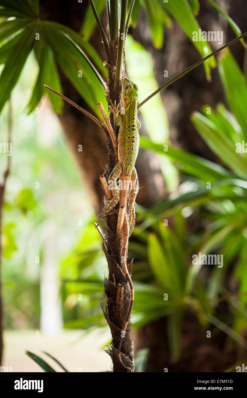 Baby iguana hides camouflaged on the stem of a plant Stock Photo