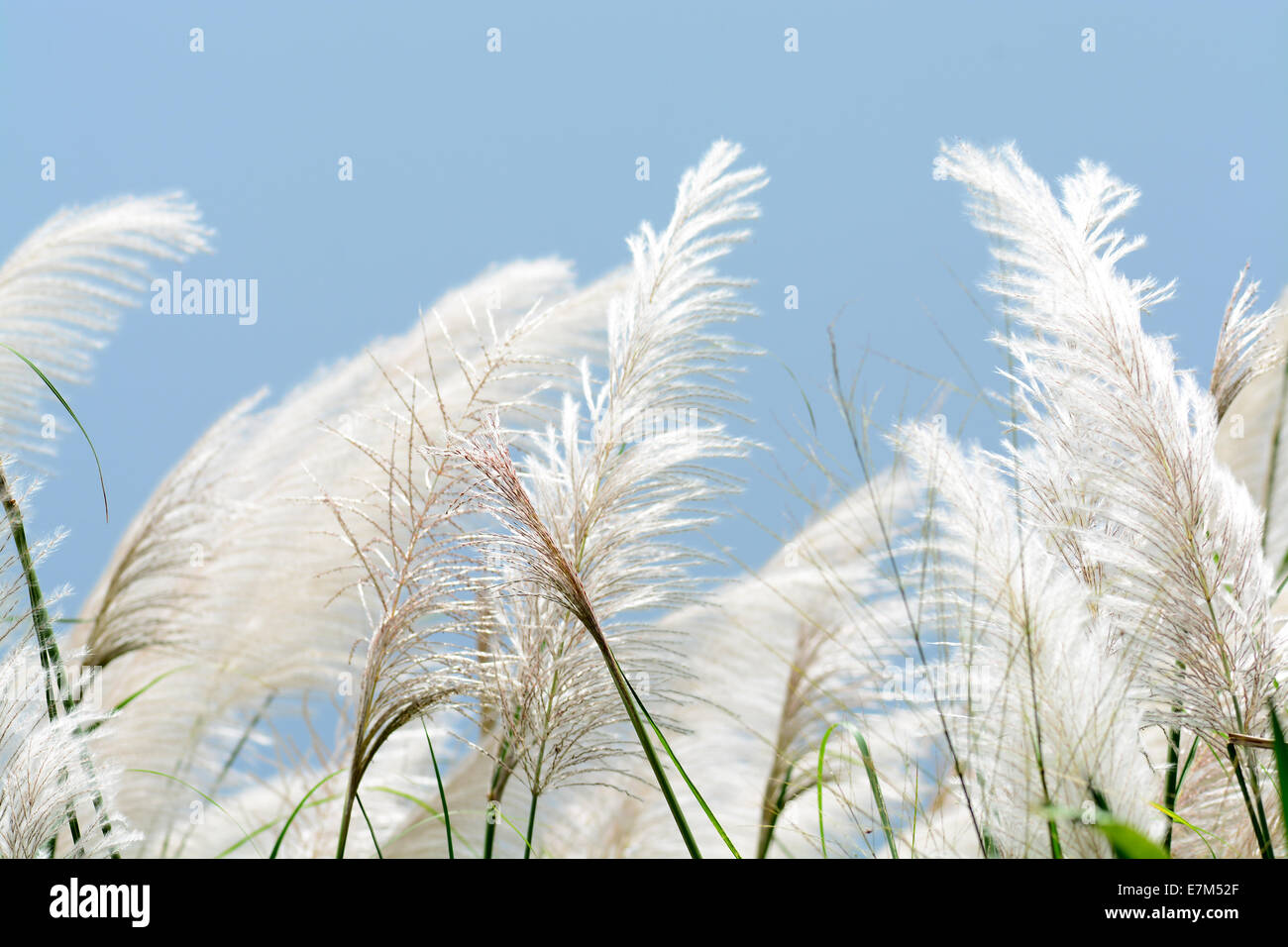 Close up shot tall grass hi-res stock photography and images - Alamy