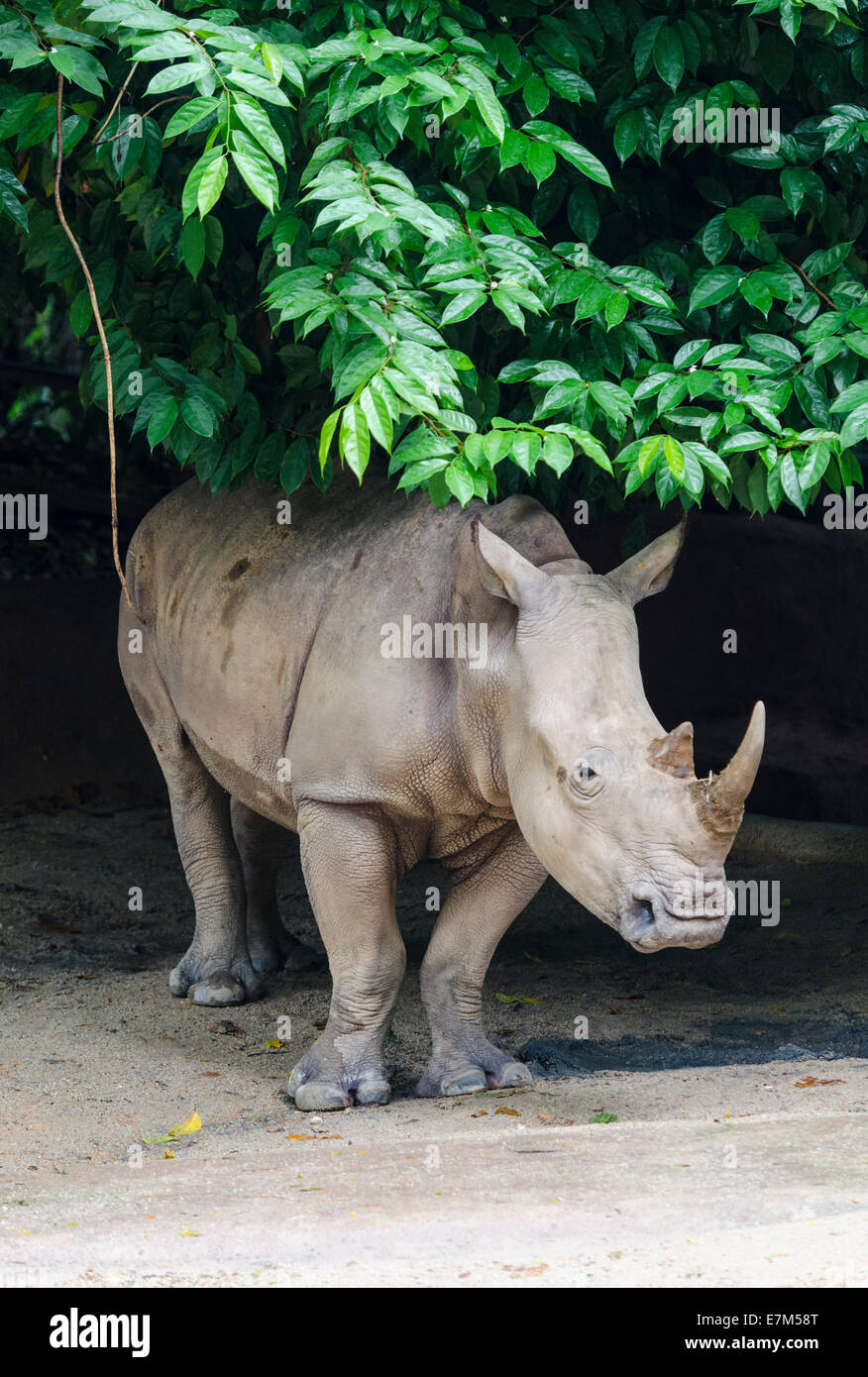 White Rhinoceros at Singapore Zoo, Singapore Stock Photo