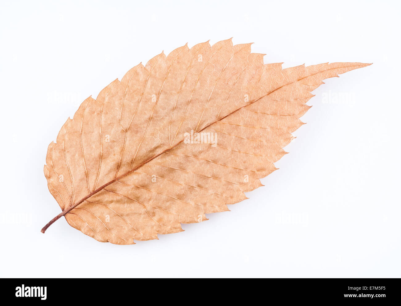 A closeup image of an old dry leaf. The beautiful patterns of the veins are visible in this pressed leaf. Stock Photo