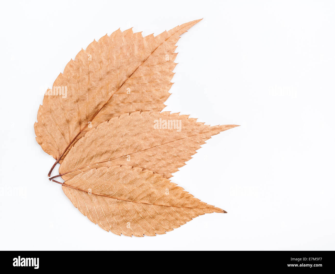 A closeup image of old dry leaves. The beautiful patterns of the veins are visible in these pressed leaves. Stock Photo