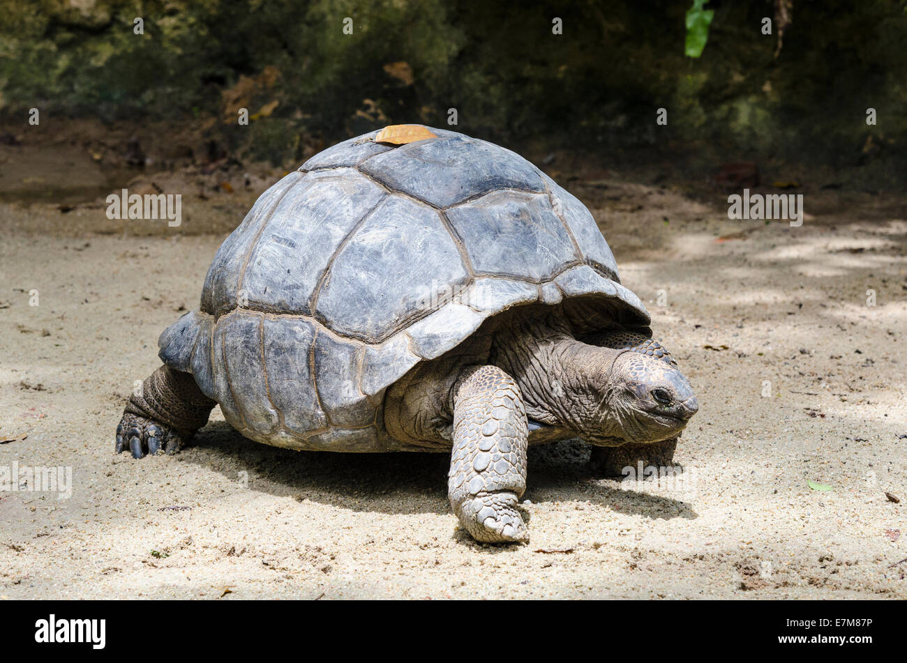 Aldabra giant tortoise singapore zoo hi-res stock
