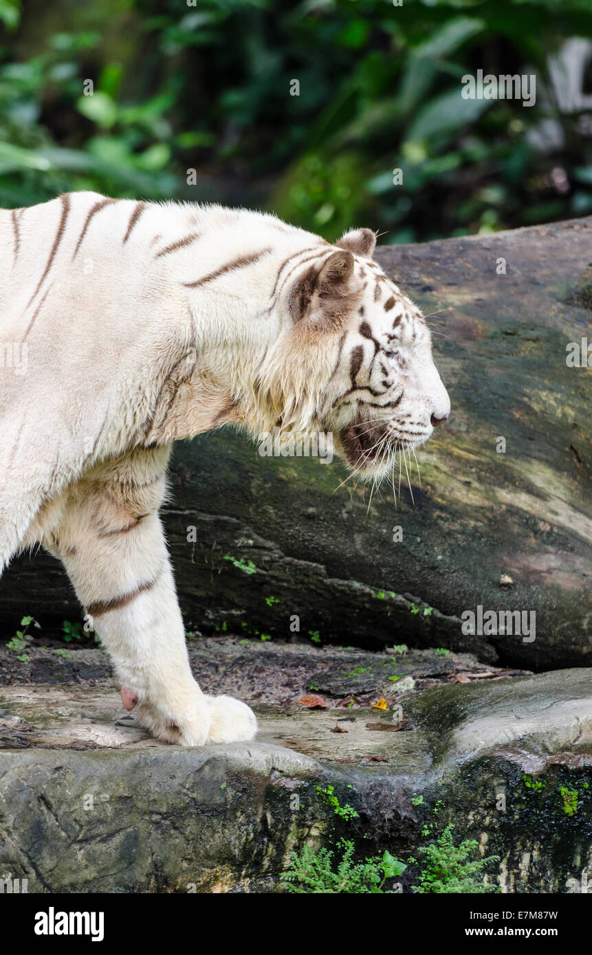 A White Bengal Tiger at Singapore Zoo, Singapore Stock Photo