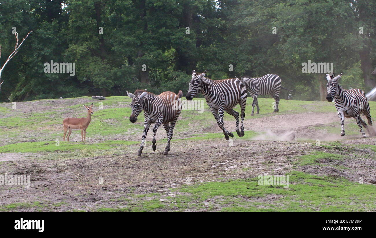 Grant's zebras (Equus quagga boehmi) chasing each other on the vast Savanna of Dierenpark Emmen Zoo, The Netherlands Stock Photo