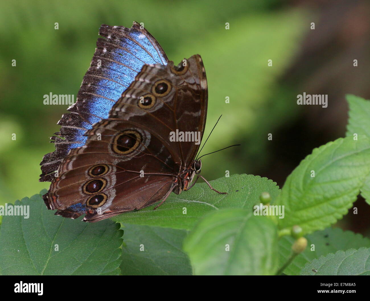 Tropical Blue Morpho (Morpho peleides) also known as Emperor Butterfly