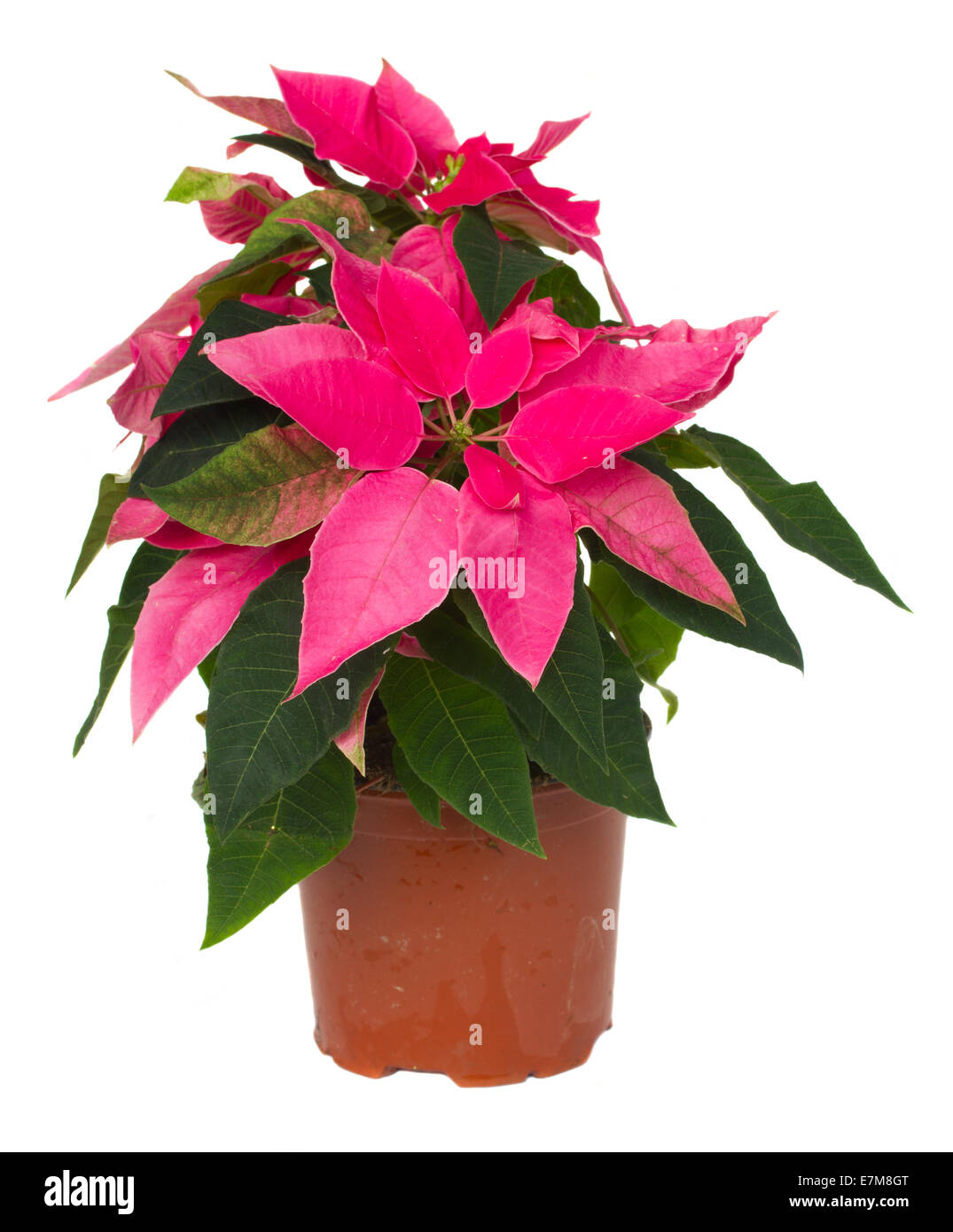 pink poinsettia flower in pot Stock Photo Alamy