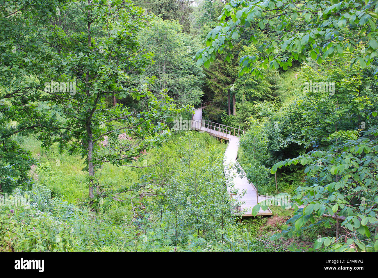 Wooden bridge in the forest Stock Photo - Alamy