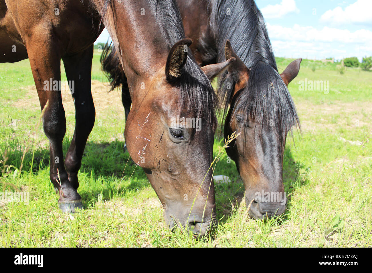 Two horses eat grass Stock Photo Alamy