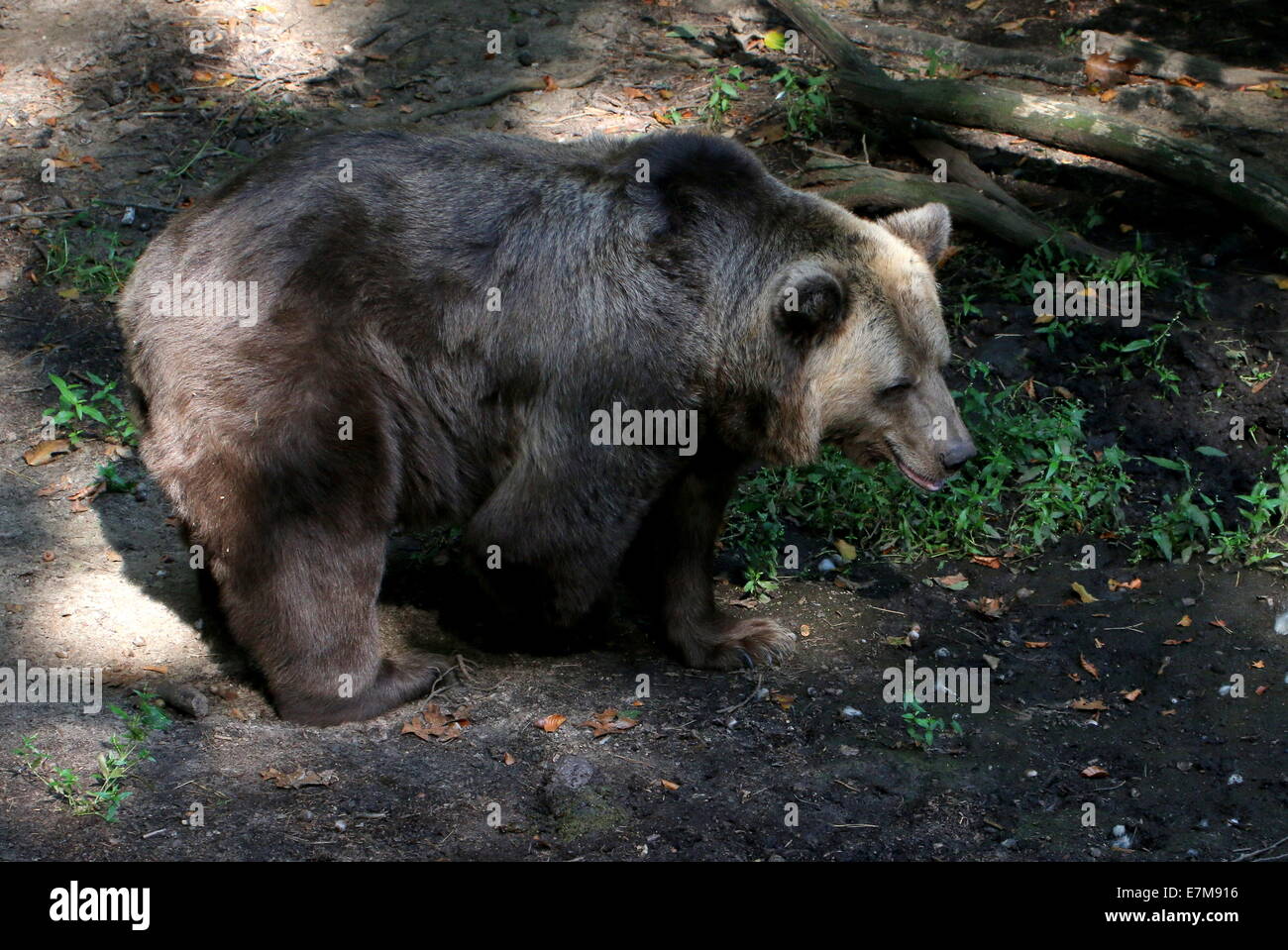 European brown bear (Ursus arctos arctos) in a natural forest setting Stock Photo