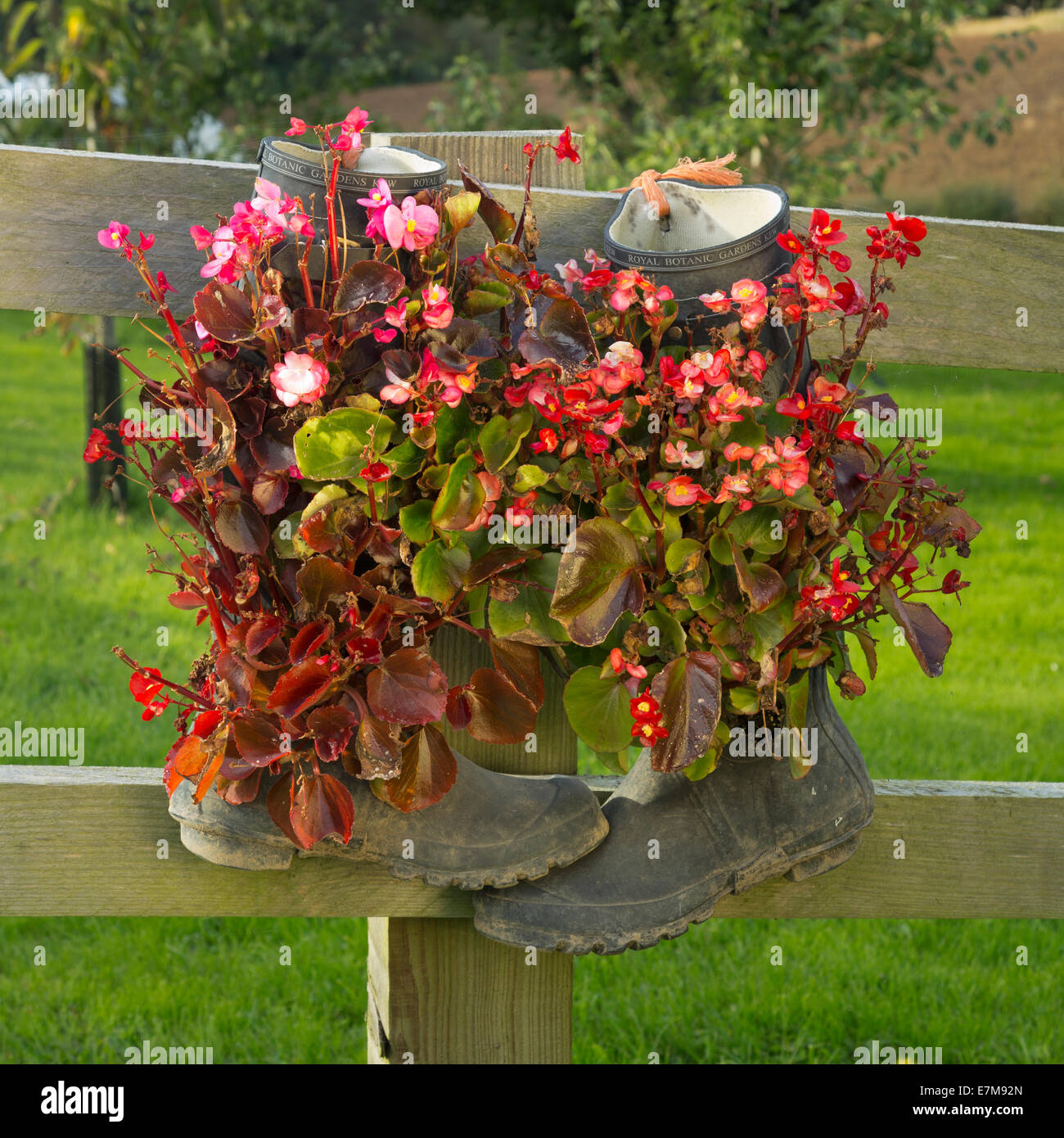 Wellington boots as a plant container Stock Photo - Alamy
