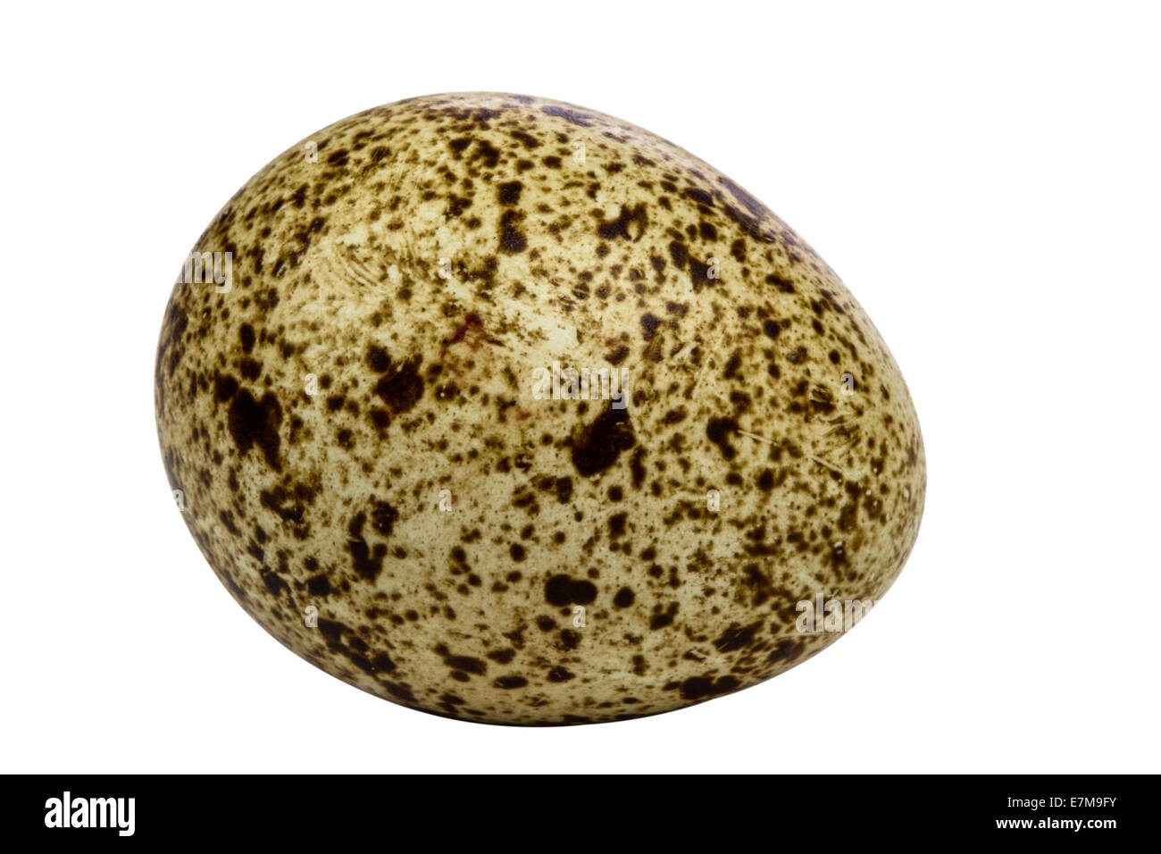 One quail egg isolated on white background with clipping path Stock Photo