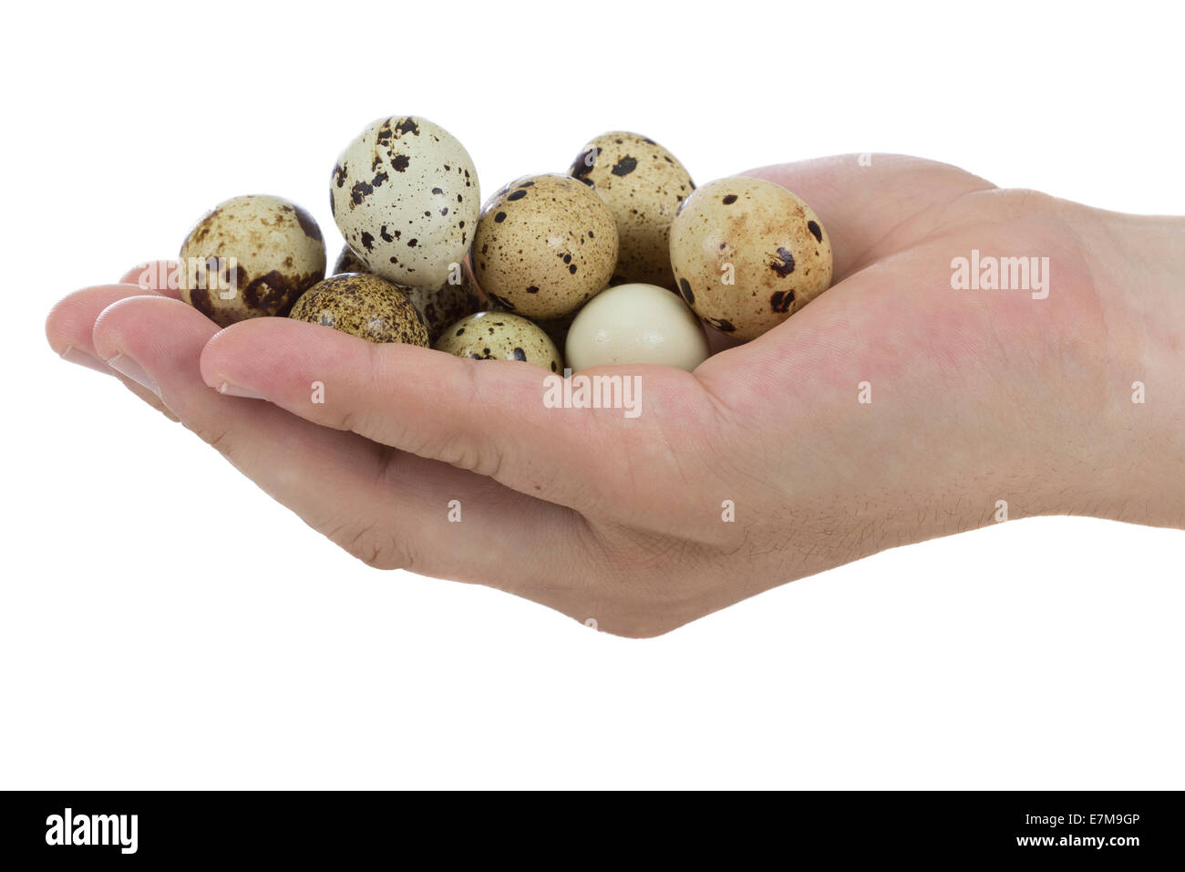 Quail eggs in hands isolated on white background Stock Photo