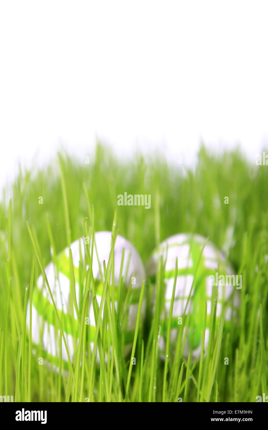 easter eggs green and white in meadow with white background Stock Photo ...