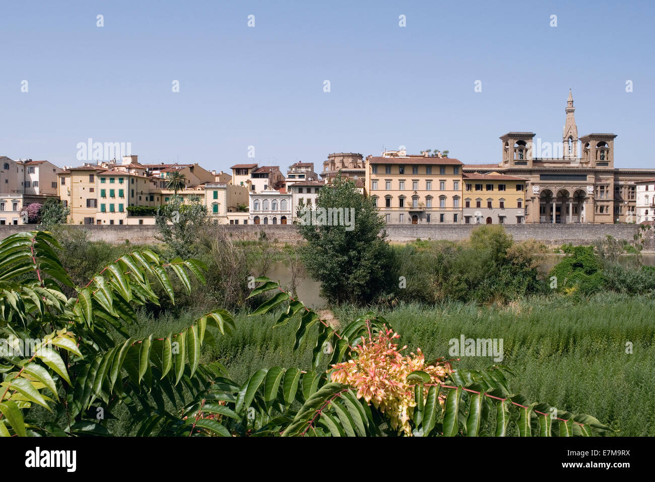 Vegetation along Arno River in Florence, Italy Stock Photo