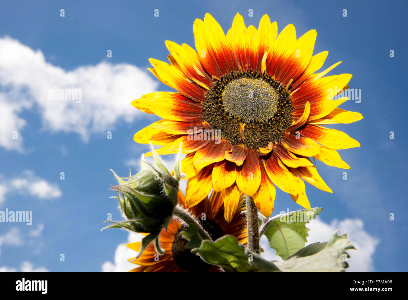 Sunflower flower plant hi-res stock photography and images - Alamy