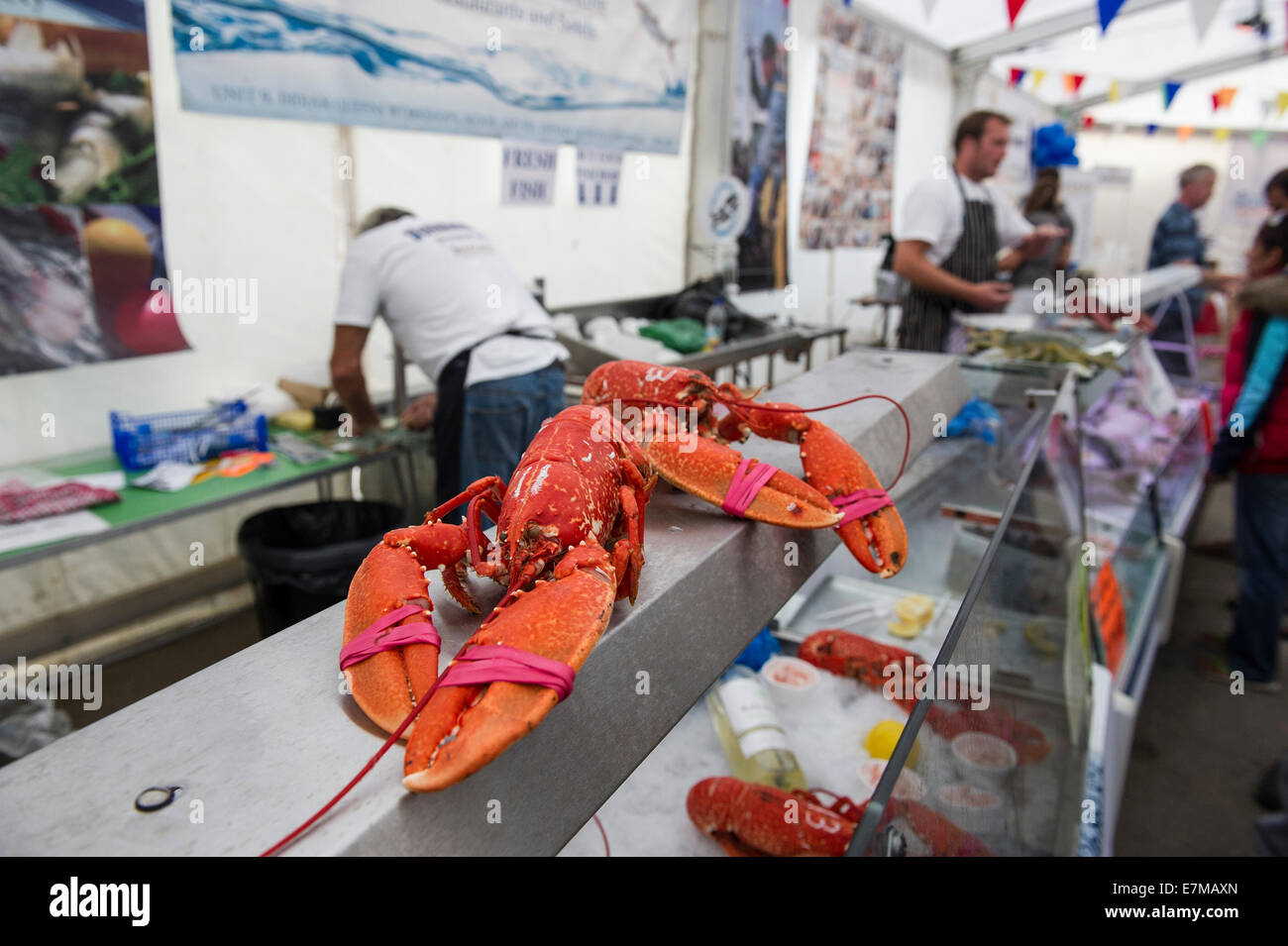 Cooked lobsters for sale at the Newquay Fish festival in Newquay