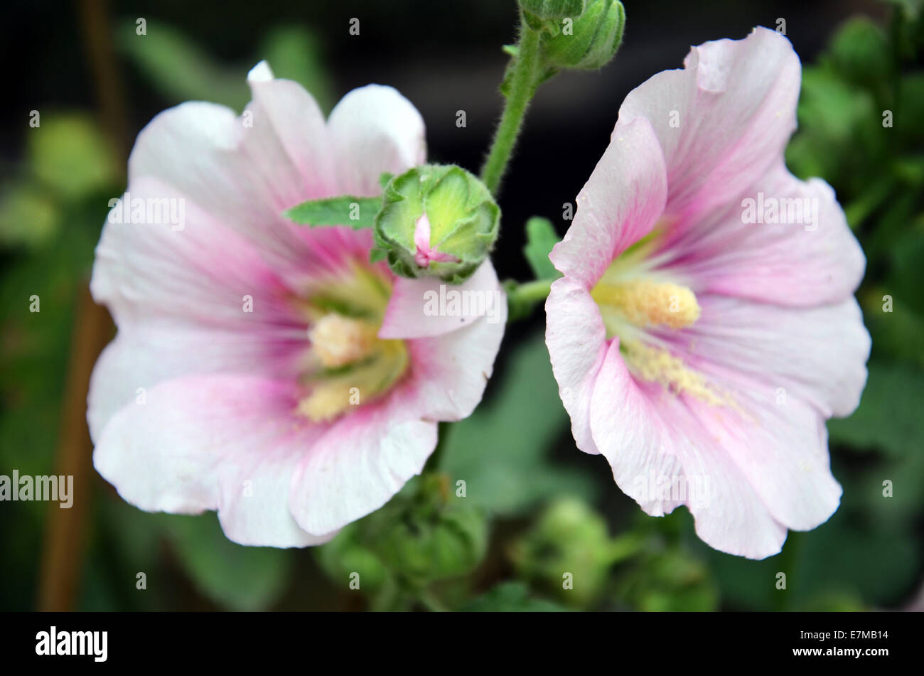 Hibiscus flower near me