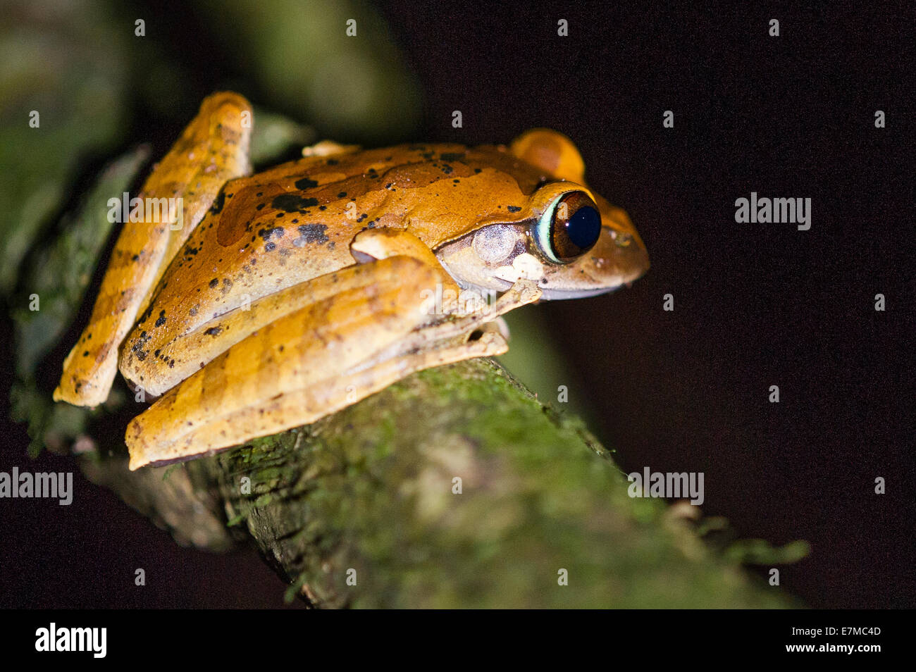 A Madagascar Bright-eyed frog Stock Photo
