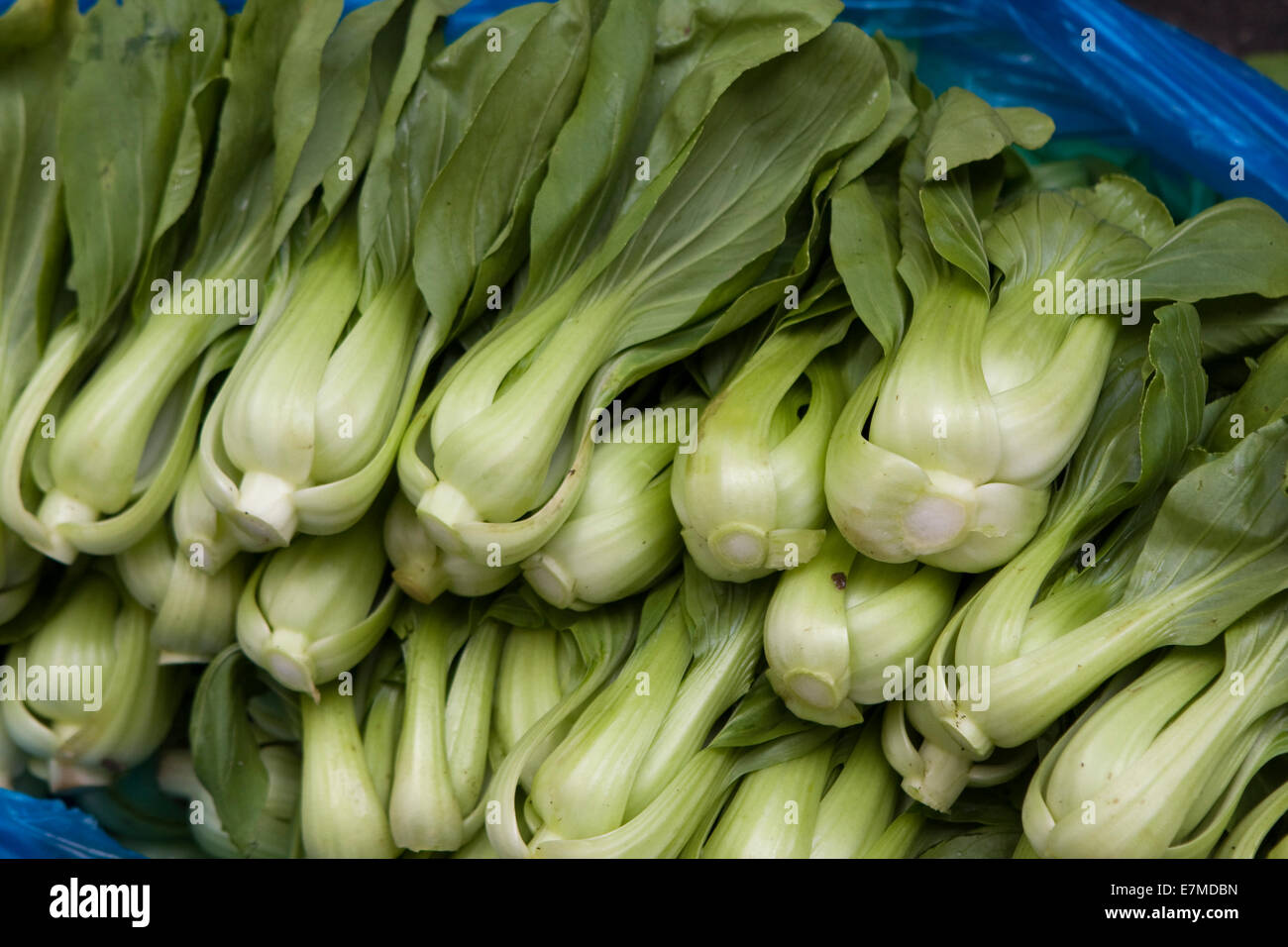 Chinese Bok Choy green vegetable Stock Photo
