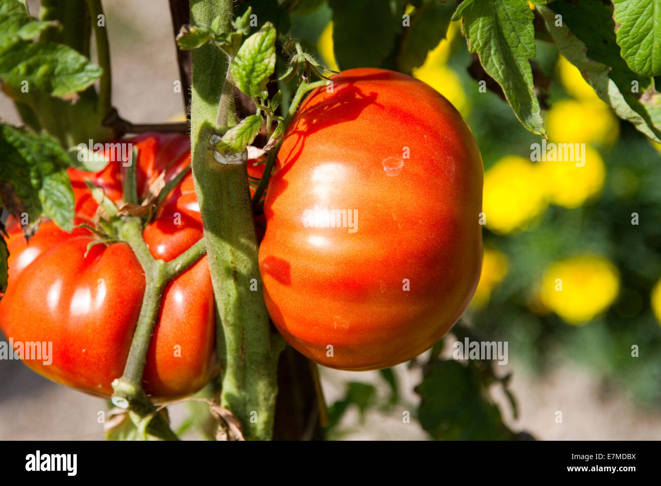 Tomato grown in an organic vegetable garden Stock Photo