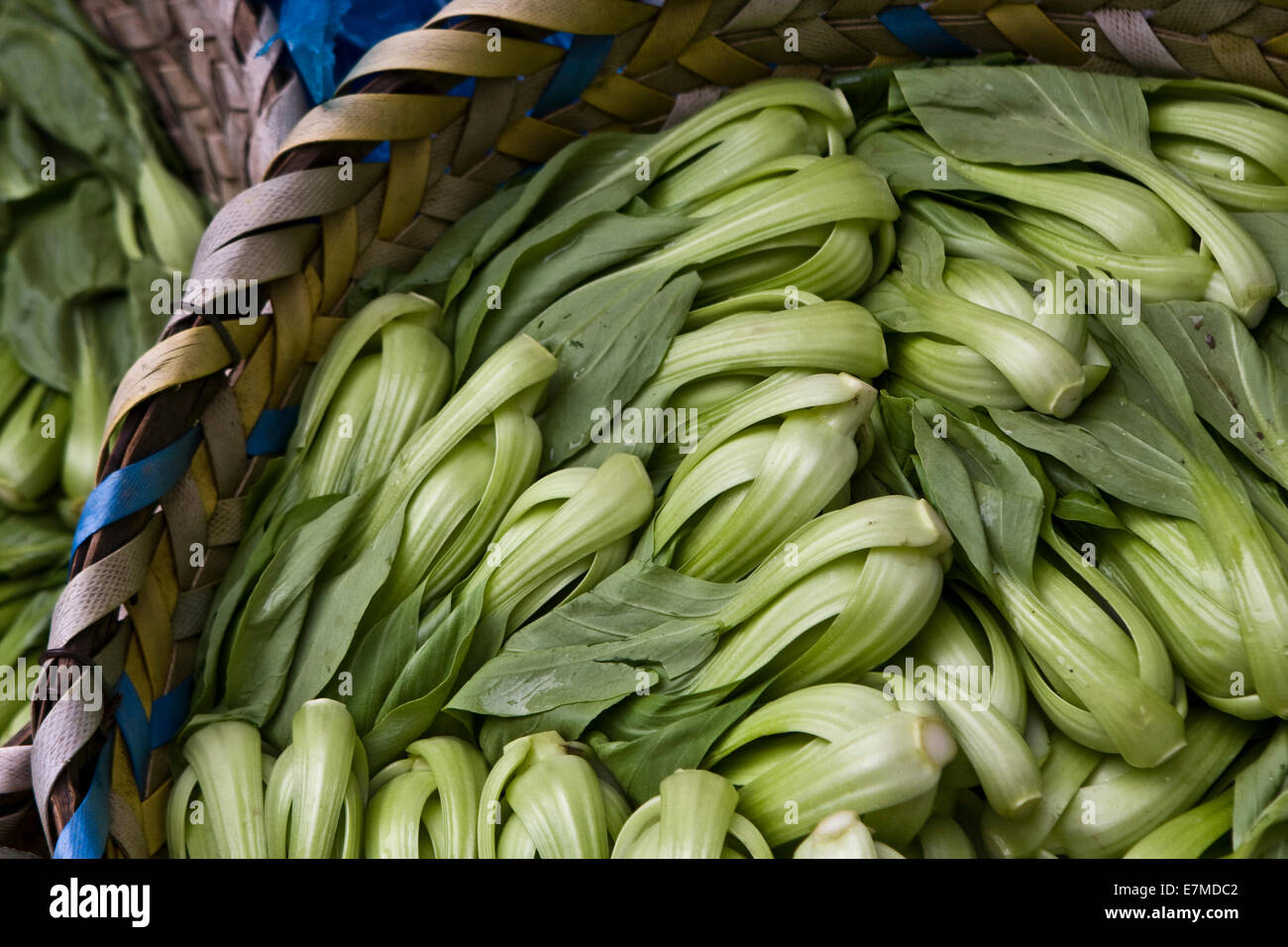 Bok Choy chinese vegetable Stock Photo Alamy