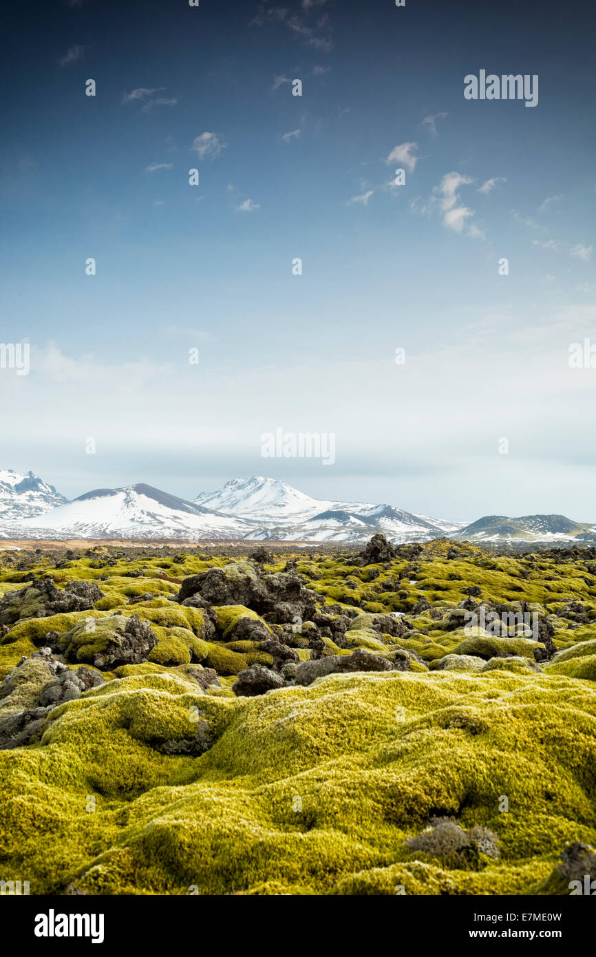 Moss covered lava field at Berserkjahraun on the Snaefellsnes peninsula, Vesturland region, western Iceland. Stock Photo