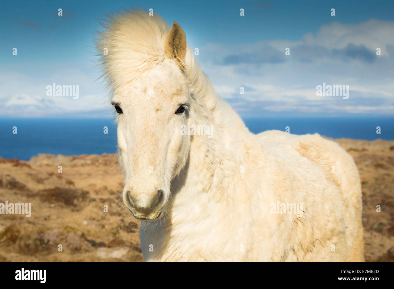 Portrait of a white Icelandic horse (Equus ferus caballus) on the Vatnsnes peninsula, Nordhurland vestra, Iceland. Stock Photo