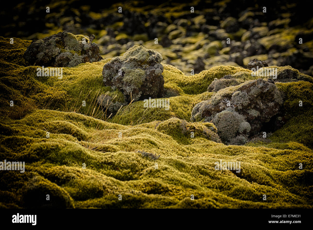 Moss covered lava field at Berserkjahraun on the Snaefellsnes peninsula, Vesturland region, western Iceland. Stock Photo