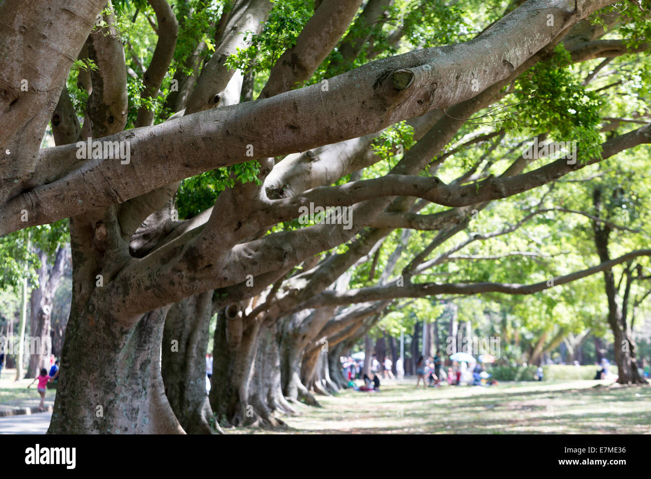 Row of ficus trees at Parque (Park) Ibirapuera, Sao Paulo, Brazil Stock Photo