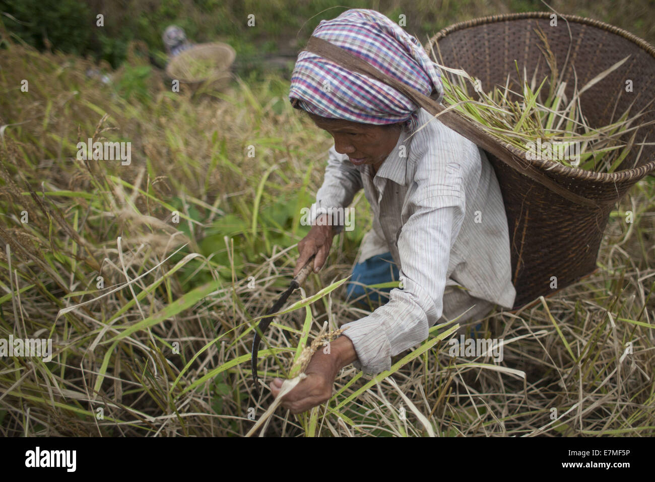 Jhum Farming Rice Jhum cultivation hi-res stock photography and images - Alamy