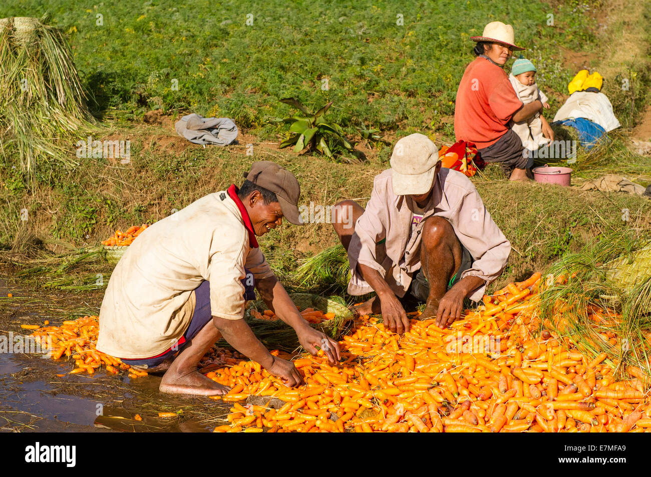 Sorting carrots grown in Madagascar Stock Photo