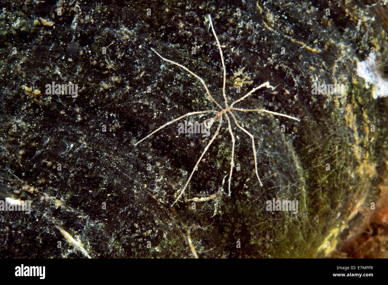 Sea spider  (Nymphon sp.) Sea of Japan, Far East, Primorsky Krai, Russian Federation Stock Photo